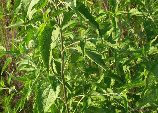 image of Eupatorium serotinum, Late-flowering Boneset, Late-flowering Thoroughwort, Late Eupatorium, Late Boneset