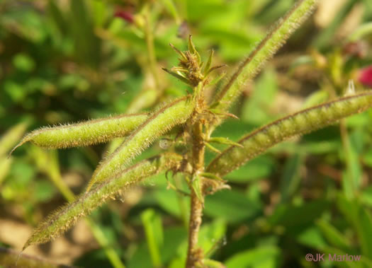 image of Tephrosia spicata, Spiked Hoary-pea, Brown-hair Tephrosia, Tawny Goat's Rue