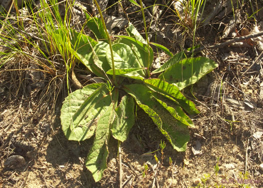 image of Vernonia acaulis, Stemless Ironweed, Carolina Ironweed