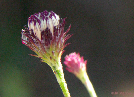 image of Vernonia acaulis, Stemless Ironweed, Carolina Ironweed