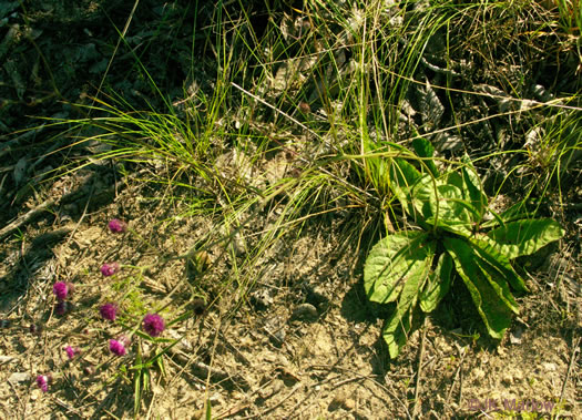 image of Vernonia acaulis, Stemless Ironweed, Carolina Ironweed, Flatwoods Ironweed