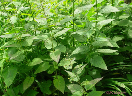 image of Scrophularia marilandica, Eastern Figwort, Carpenter's Square, Late Figwort
