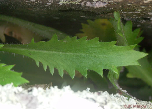 image of Micranthes petiolaris var. petiolaris, Michaux's Saxifrage, Cliff Saxifrage