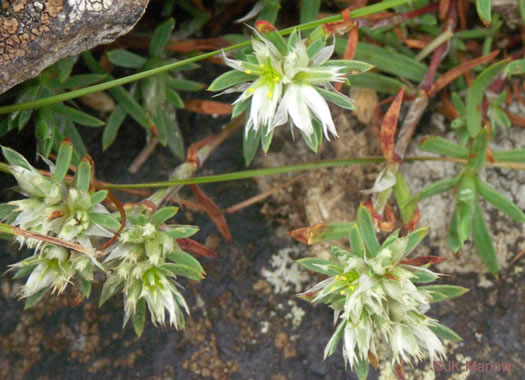 image of Paronychia argyrocoma, Silverling, Silver Whitlow-wort, Silvery Nailwort