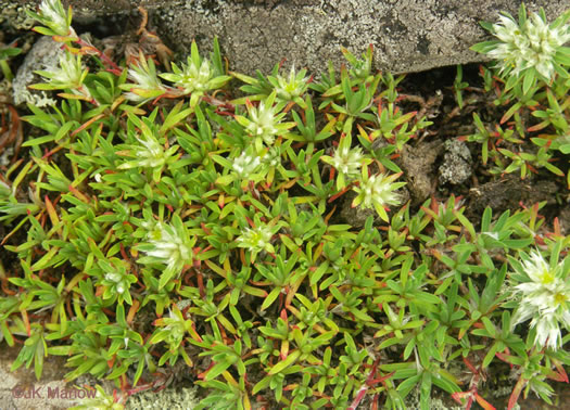 image of Paronychia argyrocoma, Silverling, Silver Whitlow-wort, Silvery Nailwort
