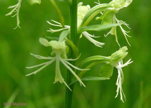 image of Platanthera lacera, Ragged Fringed Orchid, Green Fringed Orchid, Ragged Orchid