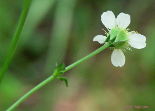 sepals or bracts of Geum canadense, White Avens