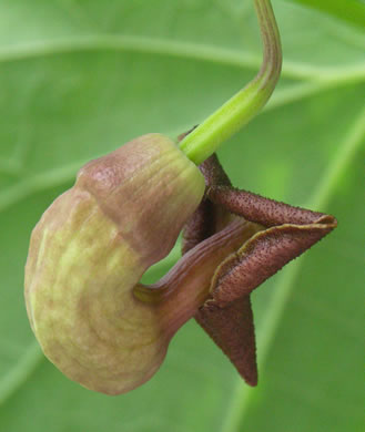 image of Isotrema macrophyllum, Dutchman's Pipe, Pipevine