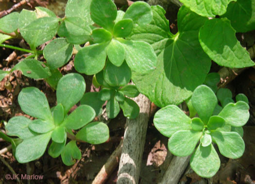 image of Sedum ternatum, Mountain Stonecrop, Whorled Stonecrop, Three-leaf Stonecrop