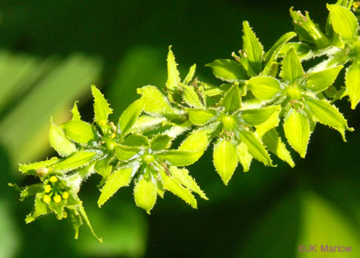 image of Veratrum viride, White-hellebore, Indian Poke, Green Hellebore, Cornhusk Lily