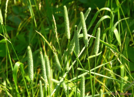 image of Phleum pratense ssp. pratense, Timothy