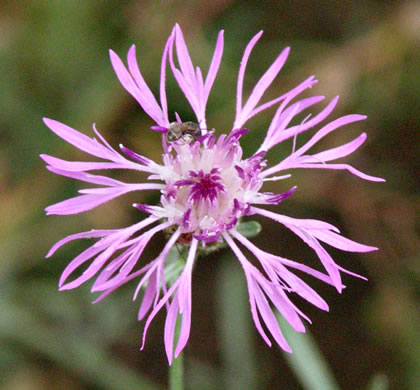 image of Centaurea stoebe ssp. micranthos, Spotted Knapweed, Bushy Knapweed