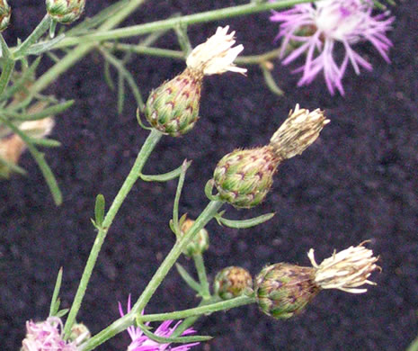 image of Centaurea stoebe ssp. micranthos, Spotted Knapweed, Bushy Knapweed