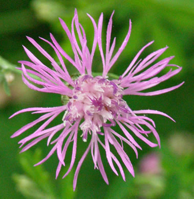 image of Centaurea stoebe ssp. micranthos, Spotted Knapweed, Bushy Knapweed