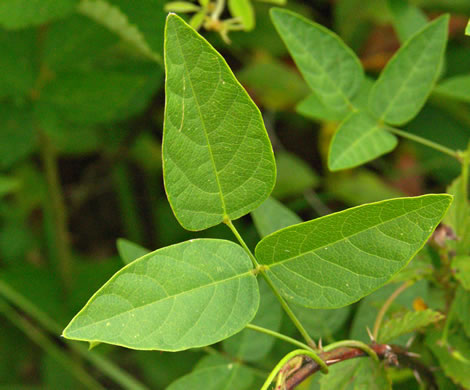 image of Centrosema virginianum var. virginianum, Climbing Butterfly-pea, Spurred Butterfly-pea