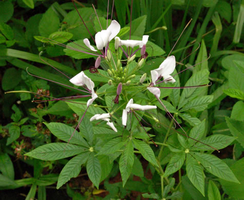 image of Tarenaya species 1, Cleome, Spiderflower, Pinkqueen