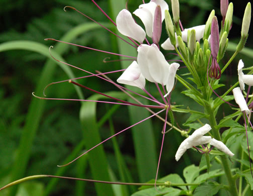 image of Tarenaya species 1, Cleome, Spiderflower, Pinkqueen