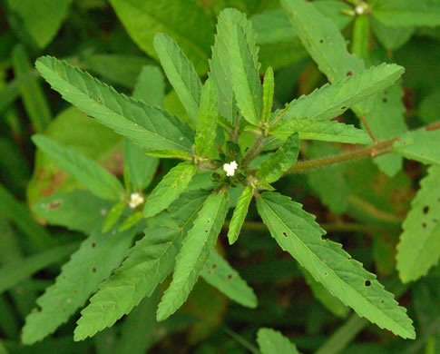 image of Croton glandulosus var. septentrionalis, Doveweed, Tooth-leaved Croton, Sand Croton, Northern Croton