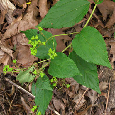 image of Ceanothus americanus var. americanus, Common New Jersey Tea, Redroot, Northeastern Ceanothus