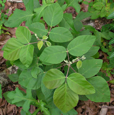 image of Desmodium viridiflorum, Velvety Tick-trefoil, Velvety Tick-clover