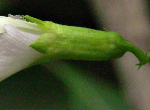 Clitoria mariana var. mariana, Butterfly-pea