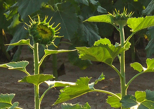 image of Helianthus annuus, Common Sunflower, Mirasol