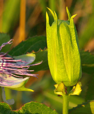 image of Passiflora incarnata, Purple Passionflower, Maypop