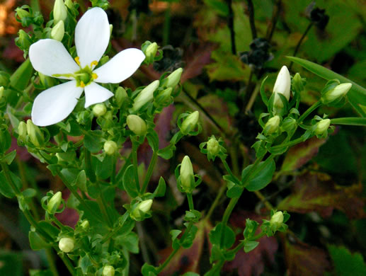 image of Sabatia quadrangula, Four-angle Sabatia, Four-angle Rose-gentian