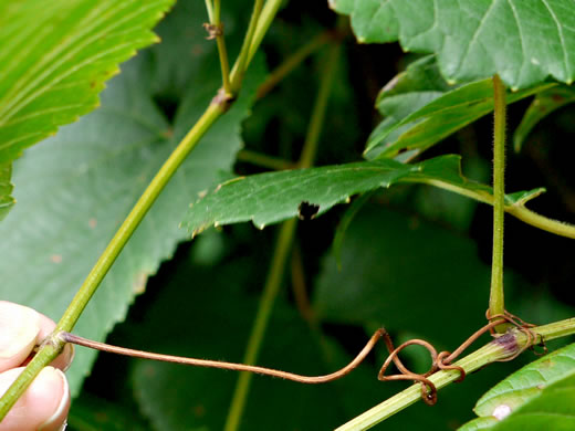 image of Vitis vulpina, Frost Grape, Winter Grape, Chicken Grape