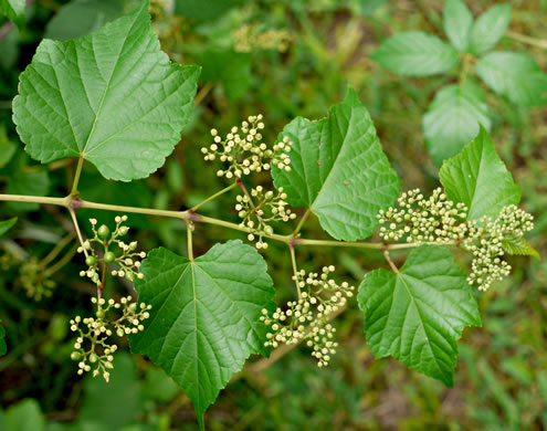 Ampelopsis glandulosa, Porcelain-berry, Amur Peppervine