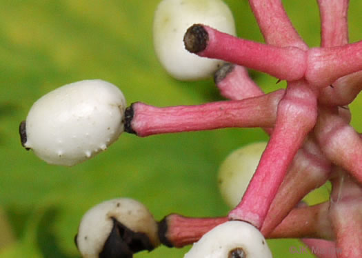 image of Actaea pachypoda, Doll's-eyes, White Baneberry, White Cohosh