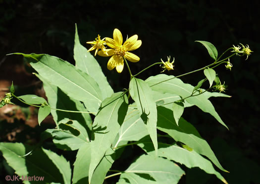 image of Helianthus glaucophyllus, Whiteleaf Sunflower