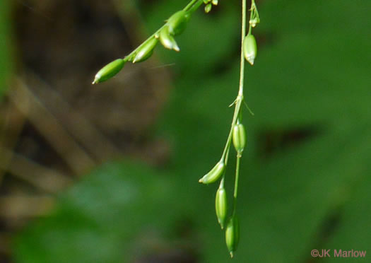 image of Cryptotaenia canadensis, Honewort