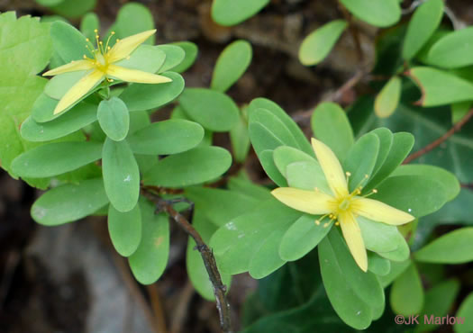 image of Hypericum stragulum, Straggling St. Johnswort, Low St. Johnswort, Creeping St. Andrew's Cross