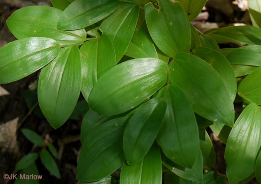 image of Uvularia puberula, Mountain Bellwort, Appalachian Bellwort, Carolina Bellwort, Coastal Bellwort