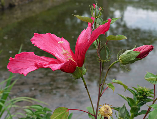 image of Hibiscus moscheutos, Swamp Rosemallow, Eastern Rosemallow, Wild Cotton