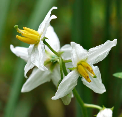 image of Solanum carolinense var. carolinense, Carolina Horsenettle, Ball-nettle