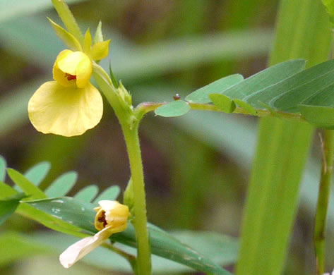 flower of Chamaecrista nictitans var. nictitans, Sensitive Partridge-pea, Common Sensitive-plant