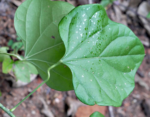 image of Nephroia carolina, Carolina Moonseed, Coralbeads, Carolina Snailseed, Red Moonseed