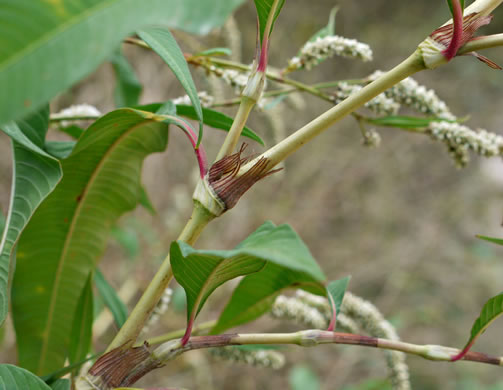 image of Persicaria lapathifolia, Dockleaf Smartweed, Willow-weed, Pale Smartweed