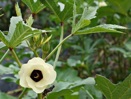 image of Abelmoschus esculentus, Okra, Gumbo