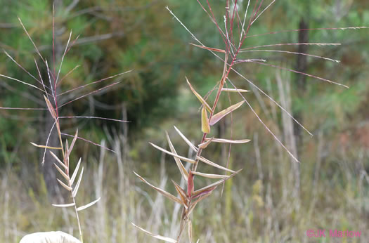 image of Gymnopogon ambiguus, Eastern Skeletongrass, Eastern Beardgrass, Bearded Skeletongrass, Broadleaf Beardgrass