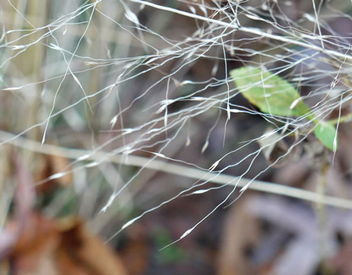 image of Muhlenbergia capillaris, Pink Muhlygrass, Upland Muhly, Hair-awn Muhly, Hairgrass