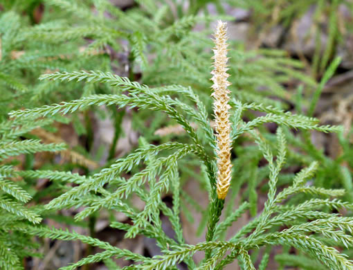 image of Dendrolycopodium obscurum, Flat-branched Tree-clubmoss, Common Ground-pine