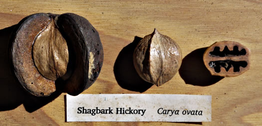 image of Carya ovata, Common Shagbark Hickory