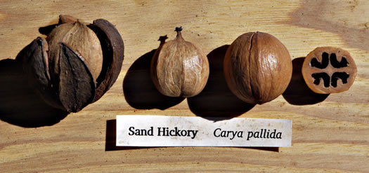 image of Carya pallida, Sand Hickory, Pale Hickory