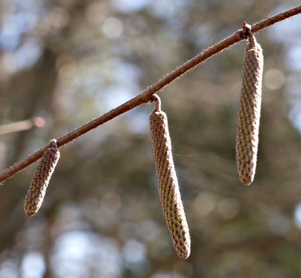 image of Corylus americana, American Hazelnut, American Filbert