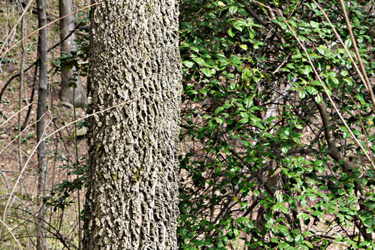 image of Celtis laevigata, Sugarberry, Southern Hackberry, Smooth Hackberry, Lowland Hackberry