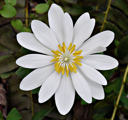 image of Sanguinaria canadensis, Bloodroot, Red Puccoon