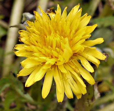 image of Taraxacum officinale, Common Dandelion